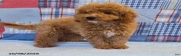 Mini Goldendoodle dogs for sale: Tiffany - Ad 2