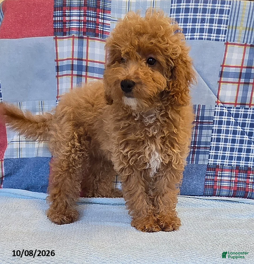Mini Goldendoodle dogs for sale: Tiffany - Ad 2