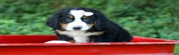 Bernese Mountain Dog dogs for sale: SADIE - Ad 7