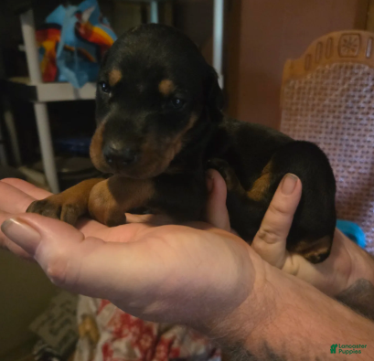 Doberman Pinscher dogs Zara - Ad 2