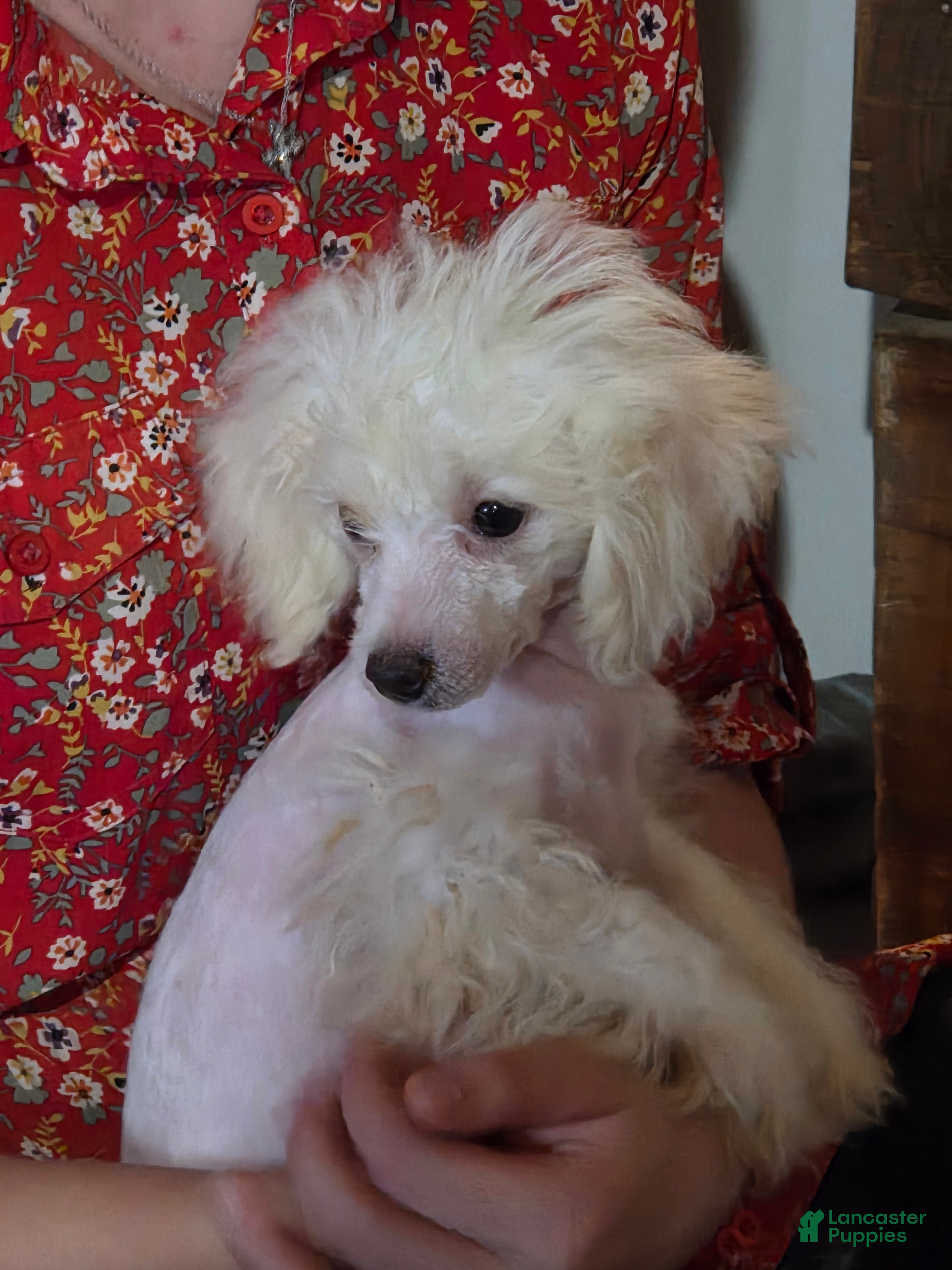 Bichpoo dogs Lily - Ad 2