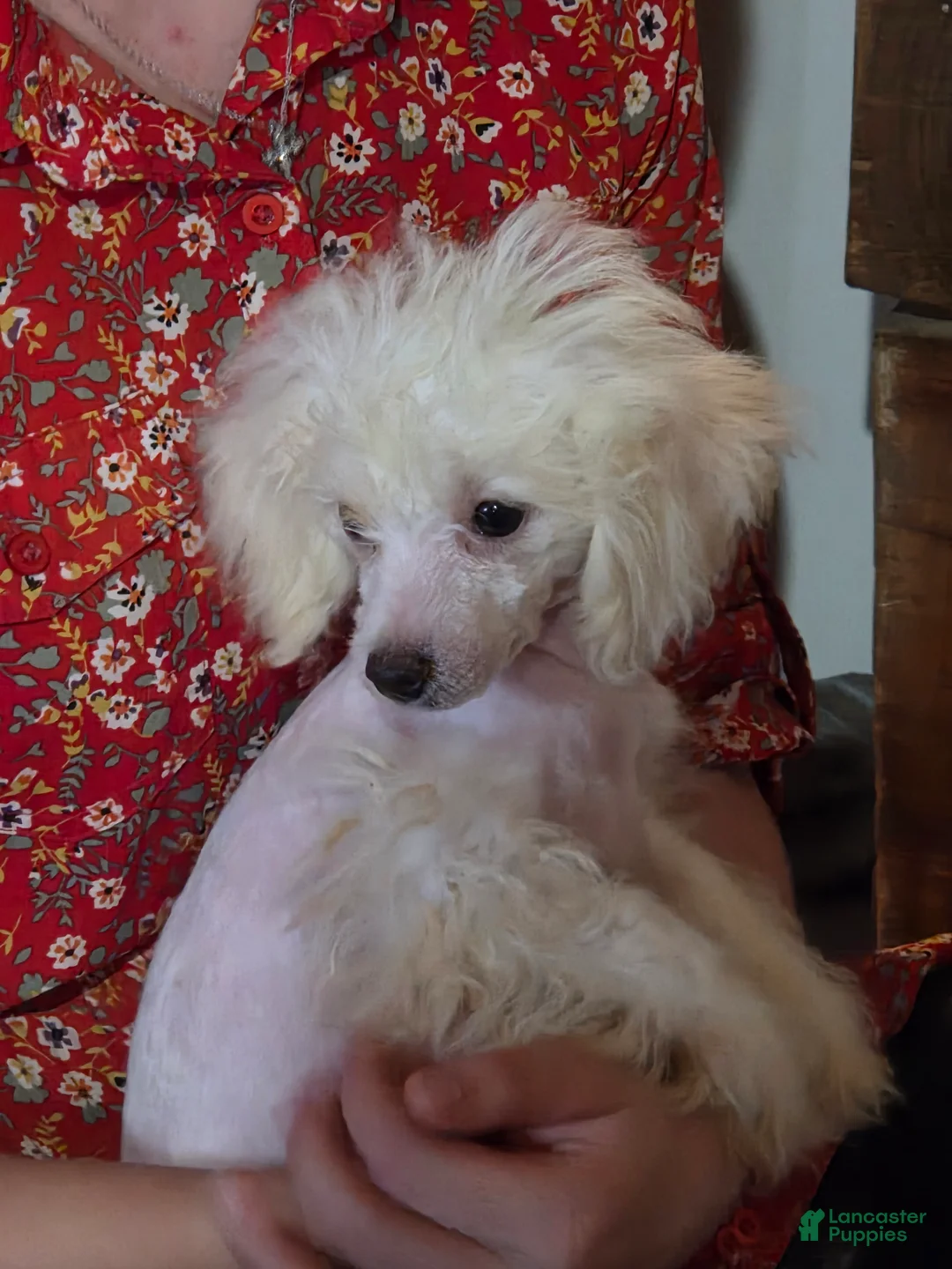 Bichpoo dogs for sale: Lily - Ad 2