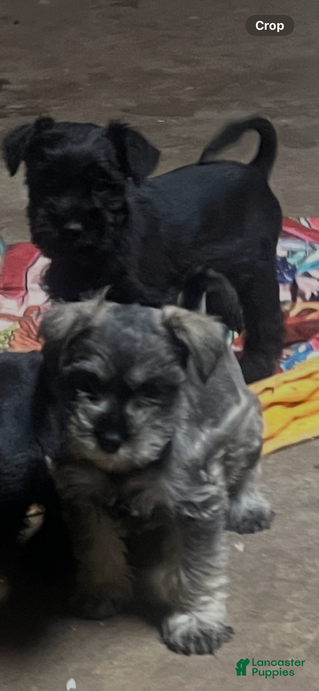 Miniature Schnauzer dogs for sale: Tom  - Ad 7