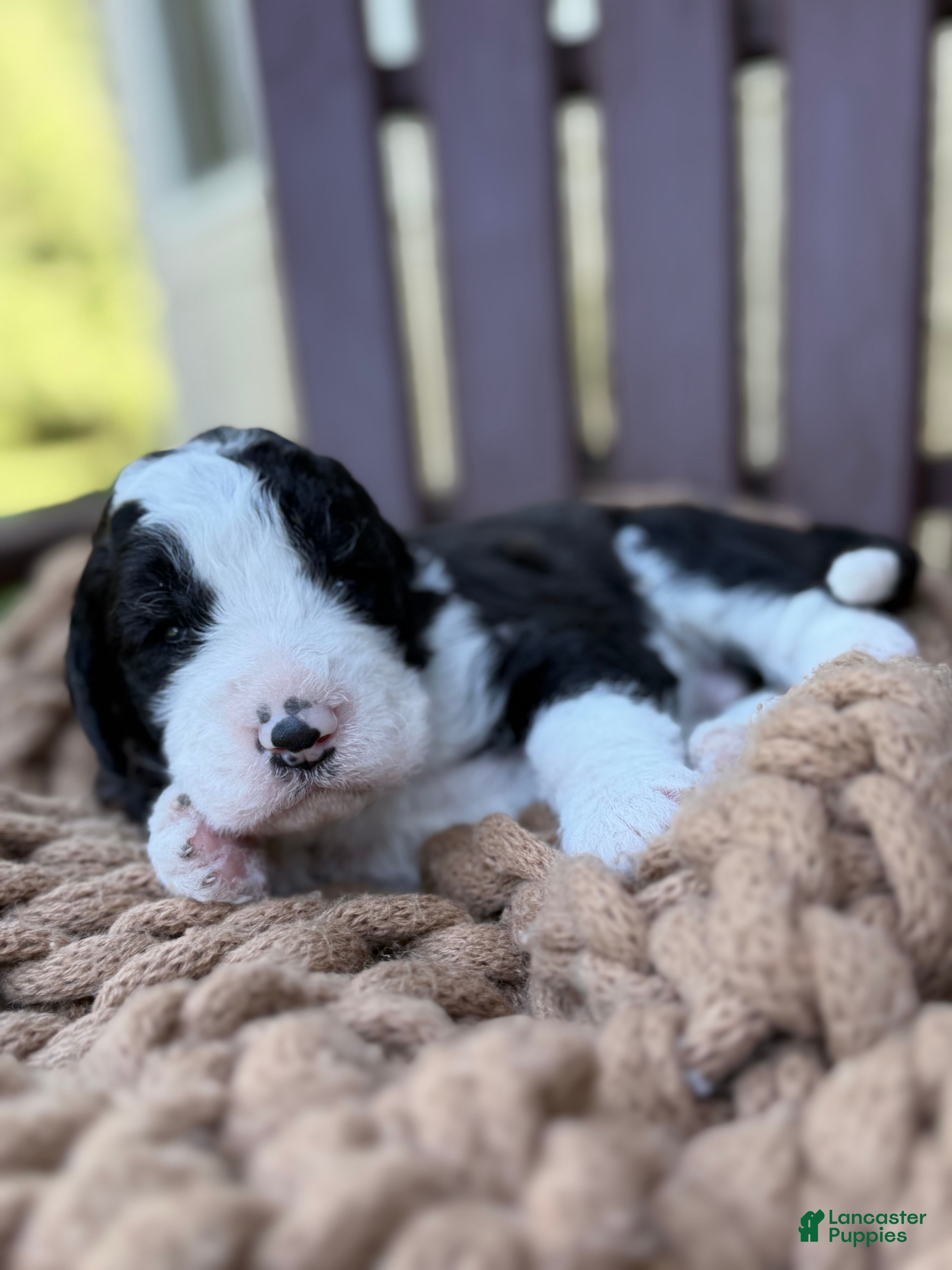 Bernedoodle dogs George - Ad 38