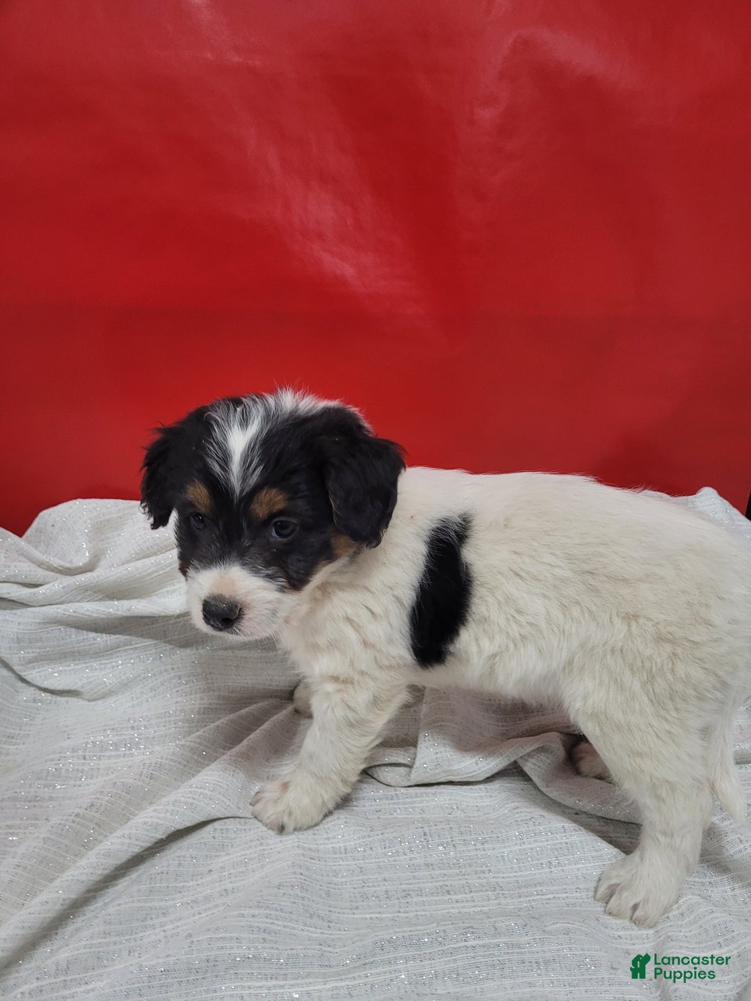 Mixed Breed dogs for sale: Mixed Breed Puppy 6kyler - Ad 1