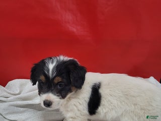 Mixed Breed dogs Mixed Breed Puppy 6kyler - Ad 31