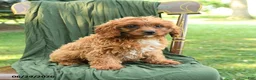 Cavapoo dogs for sale: Michael  - Ad 2