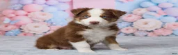 Australian Shepherd dogs for sale: Theo - Ad 4