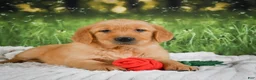 Golden Retriever dogs for sale: Sadie - Ad 5