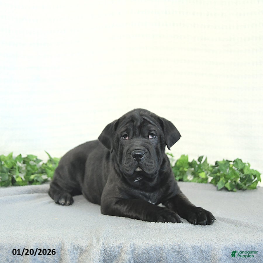 Mini Hippo dogs Bentley - Ad 12