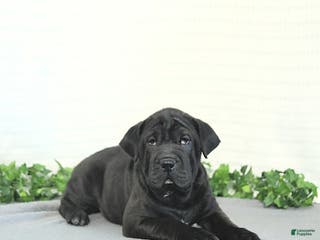 Mini Hippo dogs Bentley - Ad 12