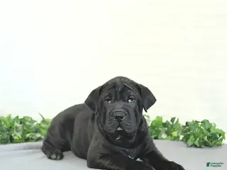 Mini Hippo dogs Bentley - Ad 13