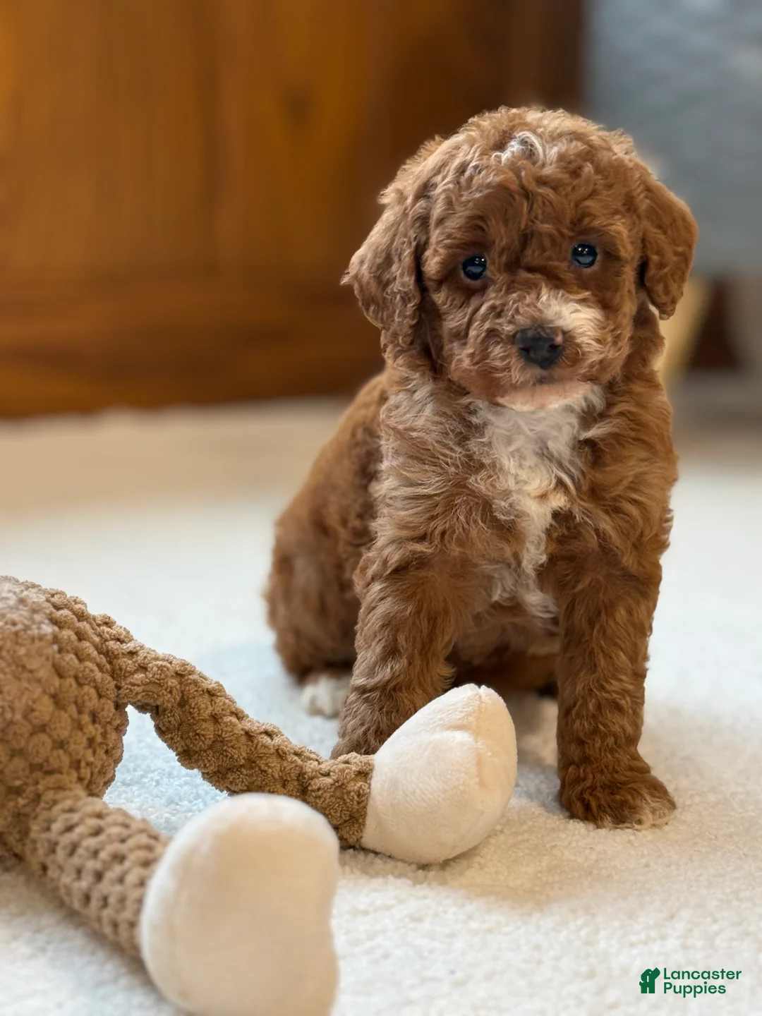 Miniature Poodle dogs for sale: Jazzy - Ad 16