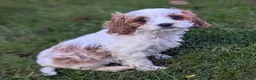 Cavapoo dogs for sale: Mr Benny - Ad 24