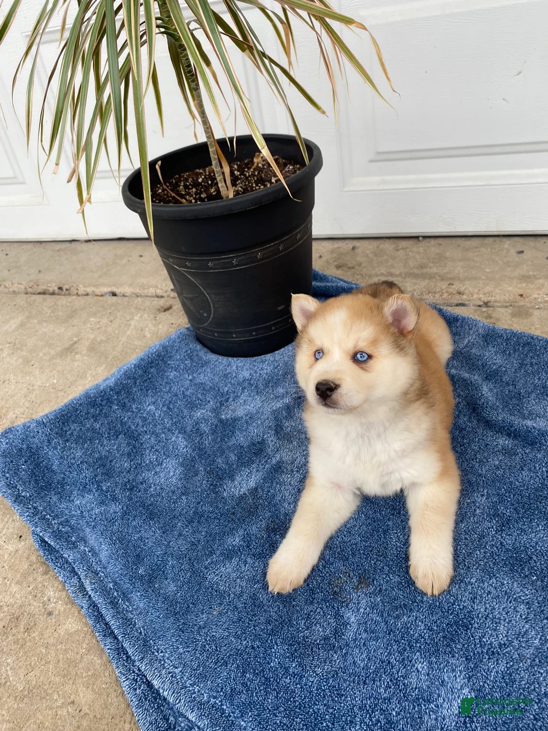 Siberian Husky dogs for sale: Jane - Ad 3