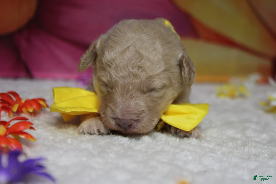 Toy Poodle dogs for sale: Alvin  - Ad 2