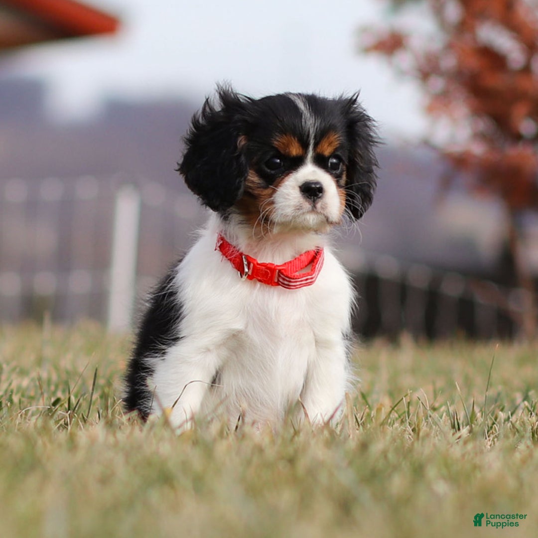 Cavalier King Charles Spaniel dogs for sale: Cassian - Ad 2