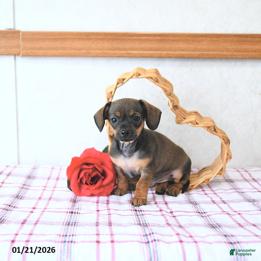 Mixed Breed dogs for sale: Romeo EXTRA SMALL - Ad 5