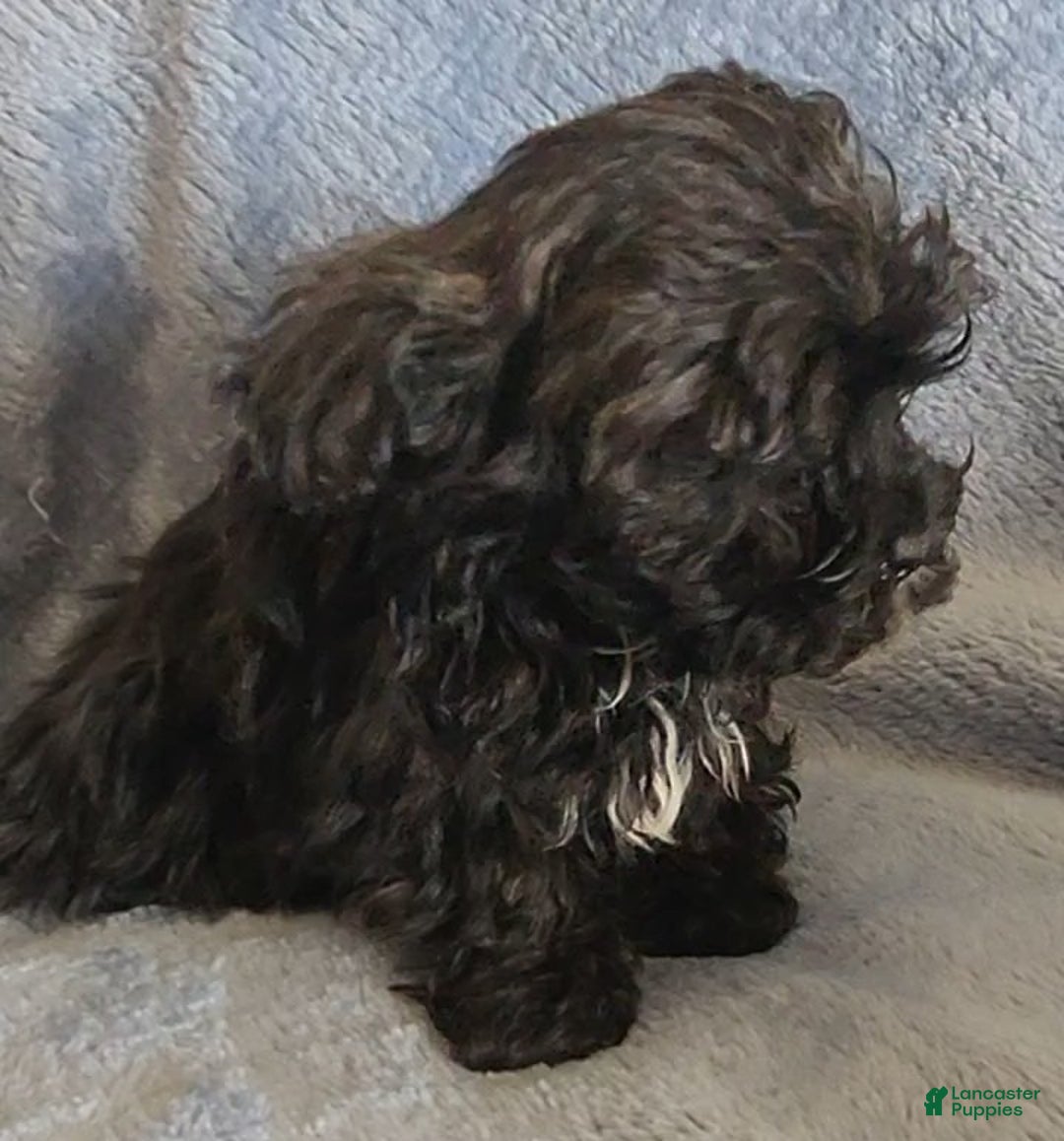 Shihpoo dogs for sale: Andy - Ad 5