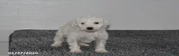 Mini Sheepadoodle dogs for sale: Snowball - Ad 3