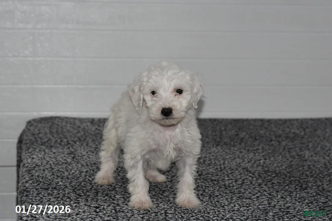 Mini Sheepadoodle dogs for sale: Snowball - Ad 3