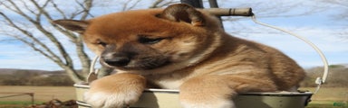 Shiba Inu Puppy 2 Jimmy