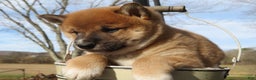 Shiba Inu dogs for sale: Shiba Inu Puppy 2 Jimmy - Ad 1