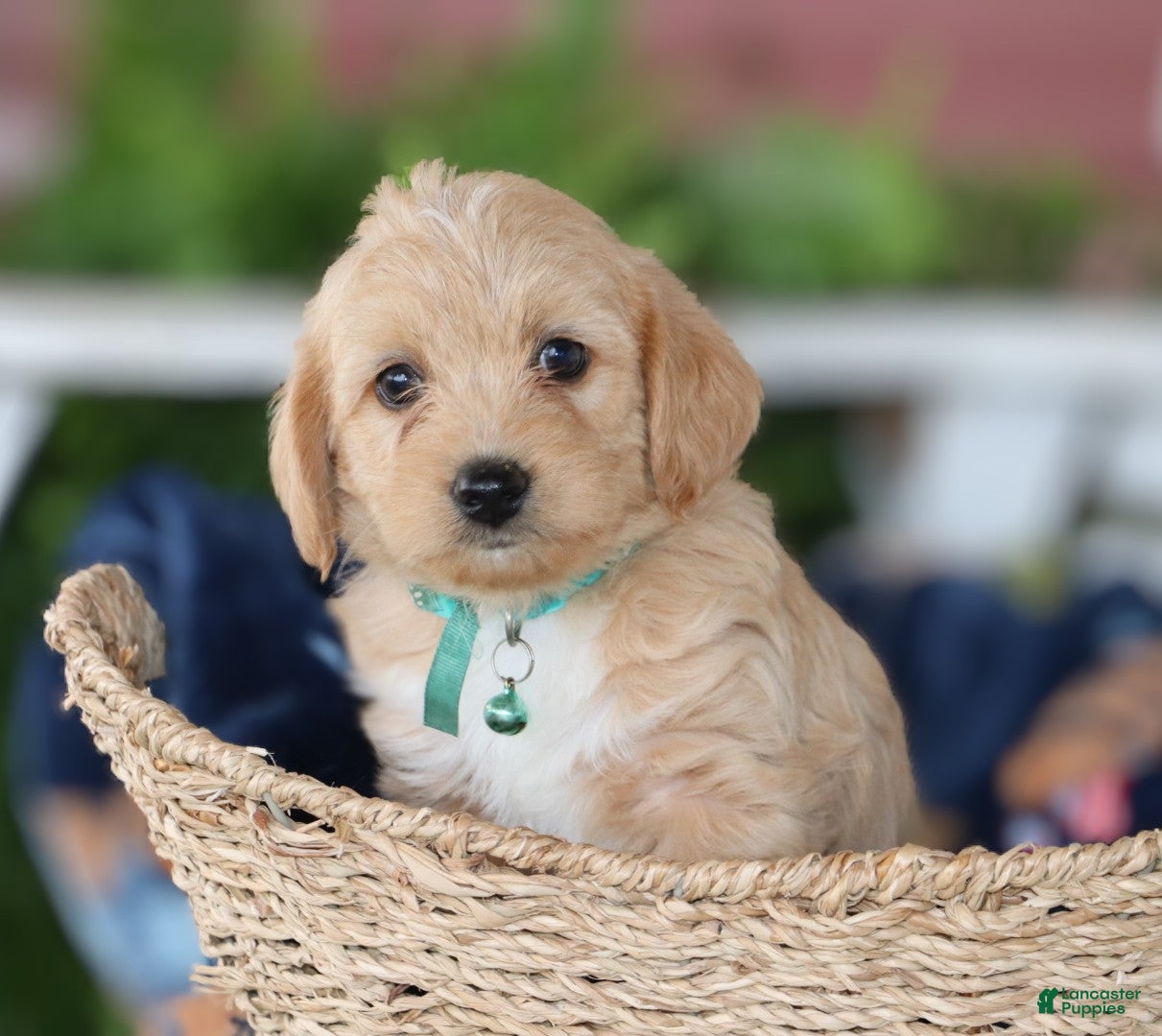 Miniature Labradoodle dogs Chipper - Ad 2