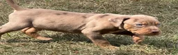 Catahoula Leopard Dog dogs for sale: Cledus - Ad 2