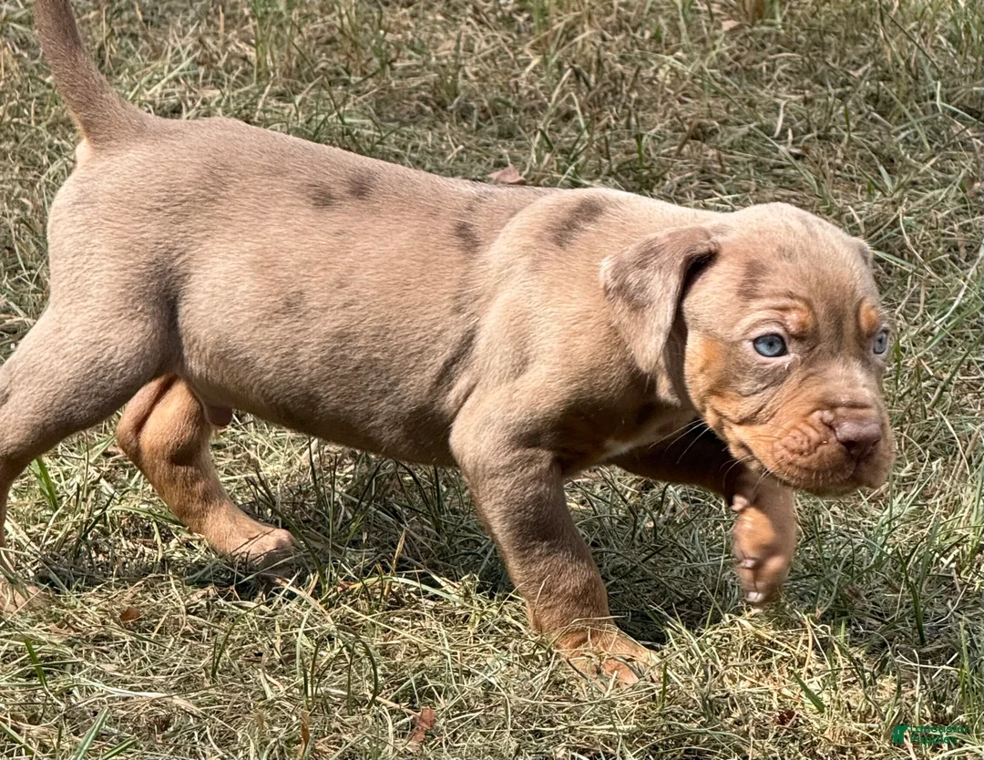 Catahoula Leopard Dog dogs for sale: Cledus - Ad 2