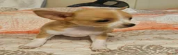 Chihuahua dogs for sale: Sue - Ad 4