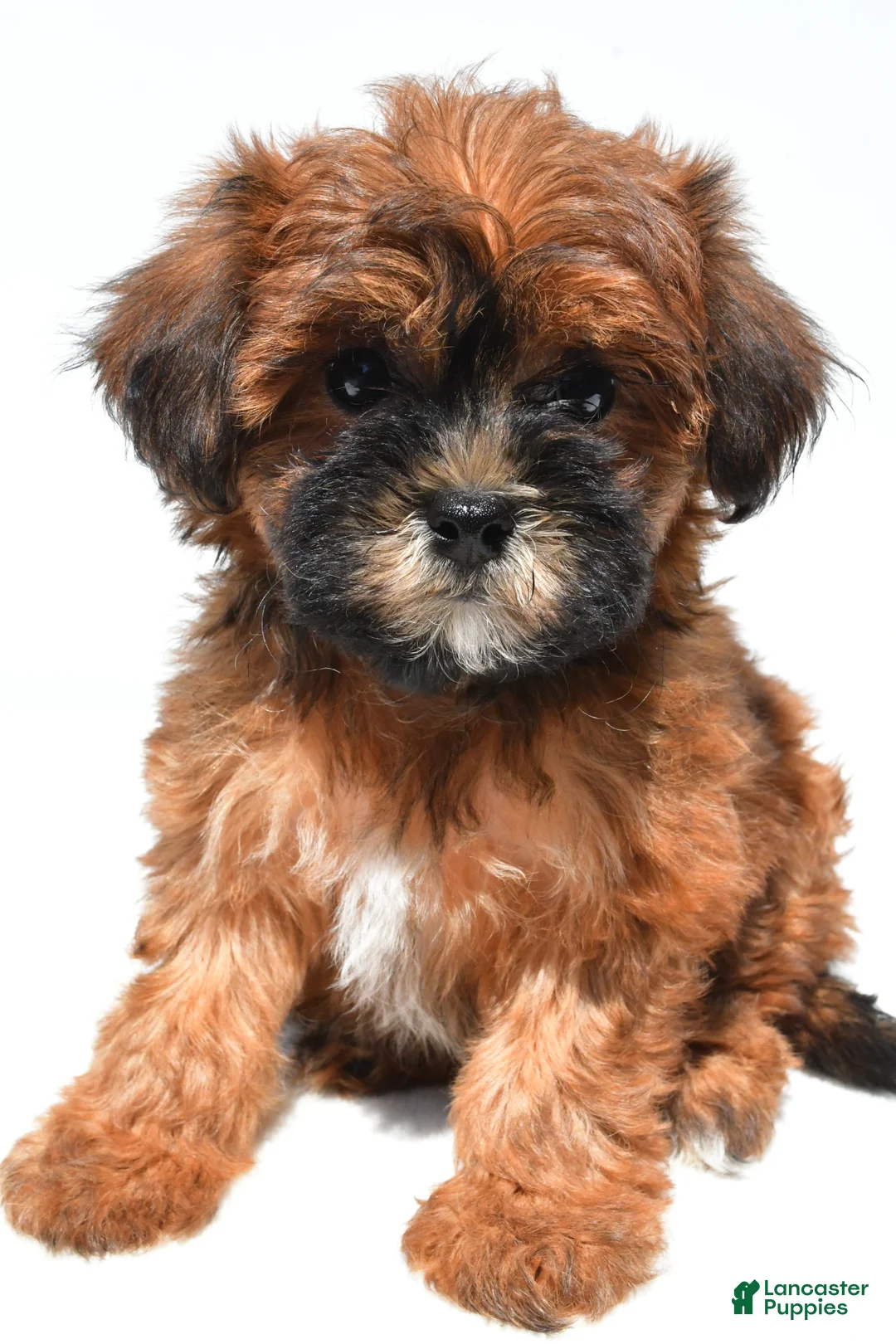 Shihpoo dogs for sale: Patty - Ad 1