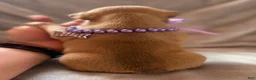 French Bulldog dogs for sale: French Bulldog 4 - Ad 4