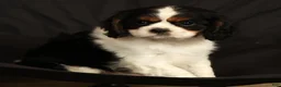 Cavalier King Charles Spaniel dogs for sale: Paul - Ad 8
