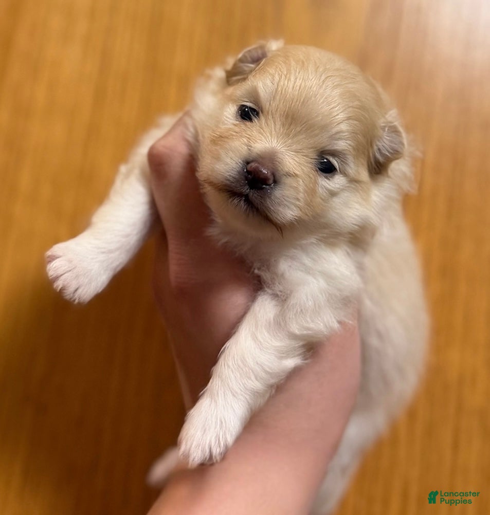 Pomeranian dogs Waffle - Ad 7