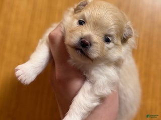 Pomeranian dogs Waffle - Ad 3