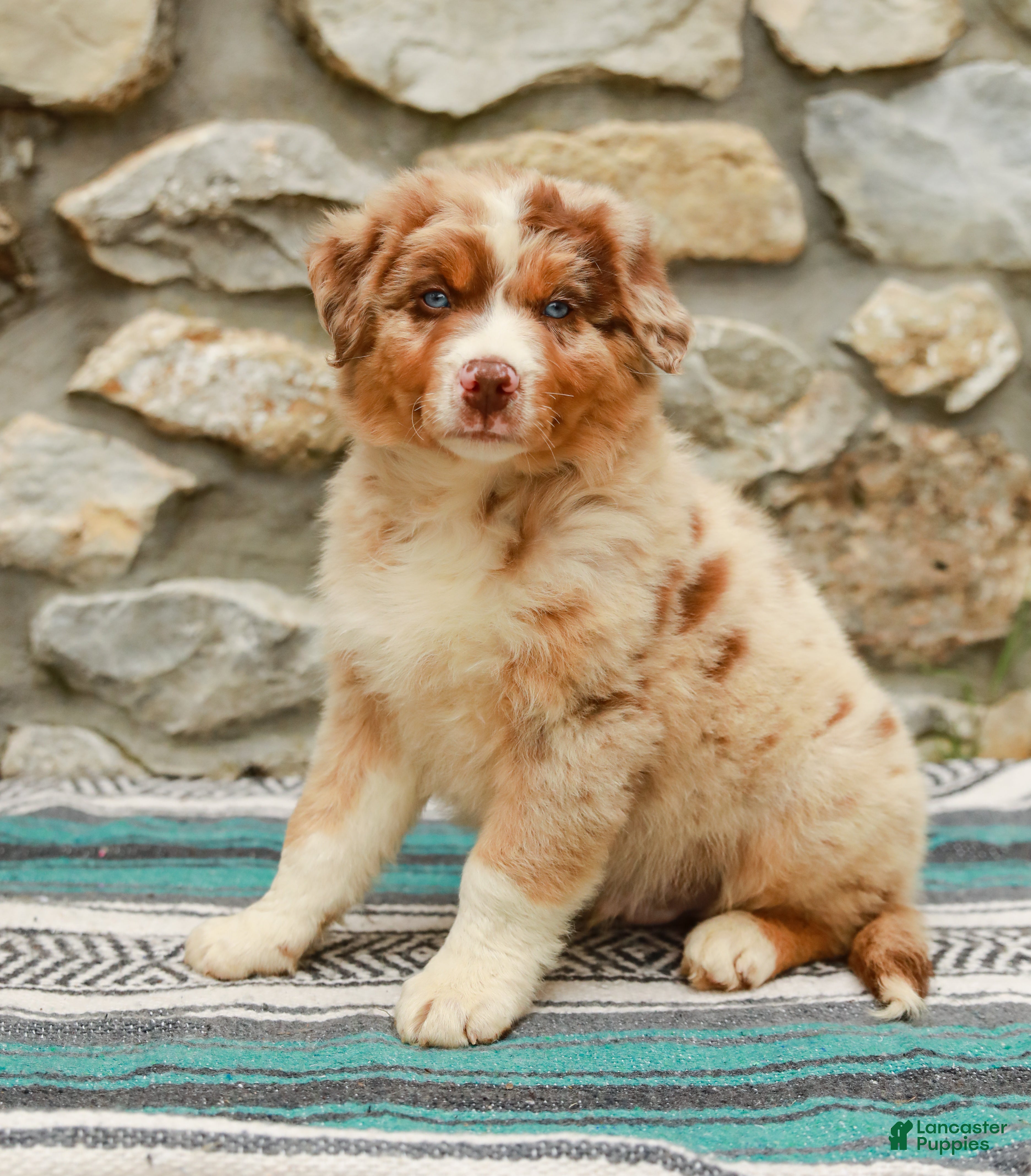 Australian Shepherd dogs Max - Ad 1