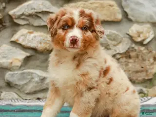 Australian Shepherd dogs for sale: Max - Ad 1