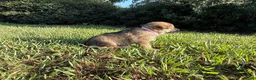 German Shepherd dogs for sale: Daisy - Ad 1