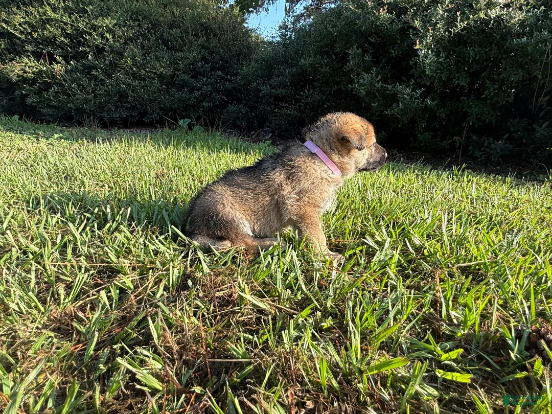 German Shepherd dogs for sale: Daisy - Ad 1