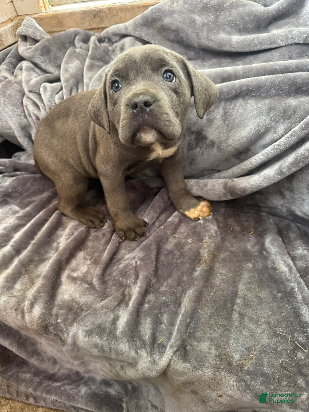 Cane Corso dogs for sale: Ritz  - Ad 2