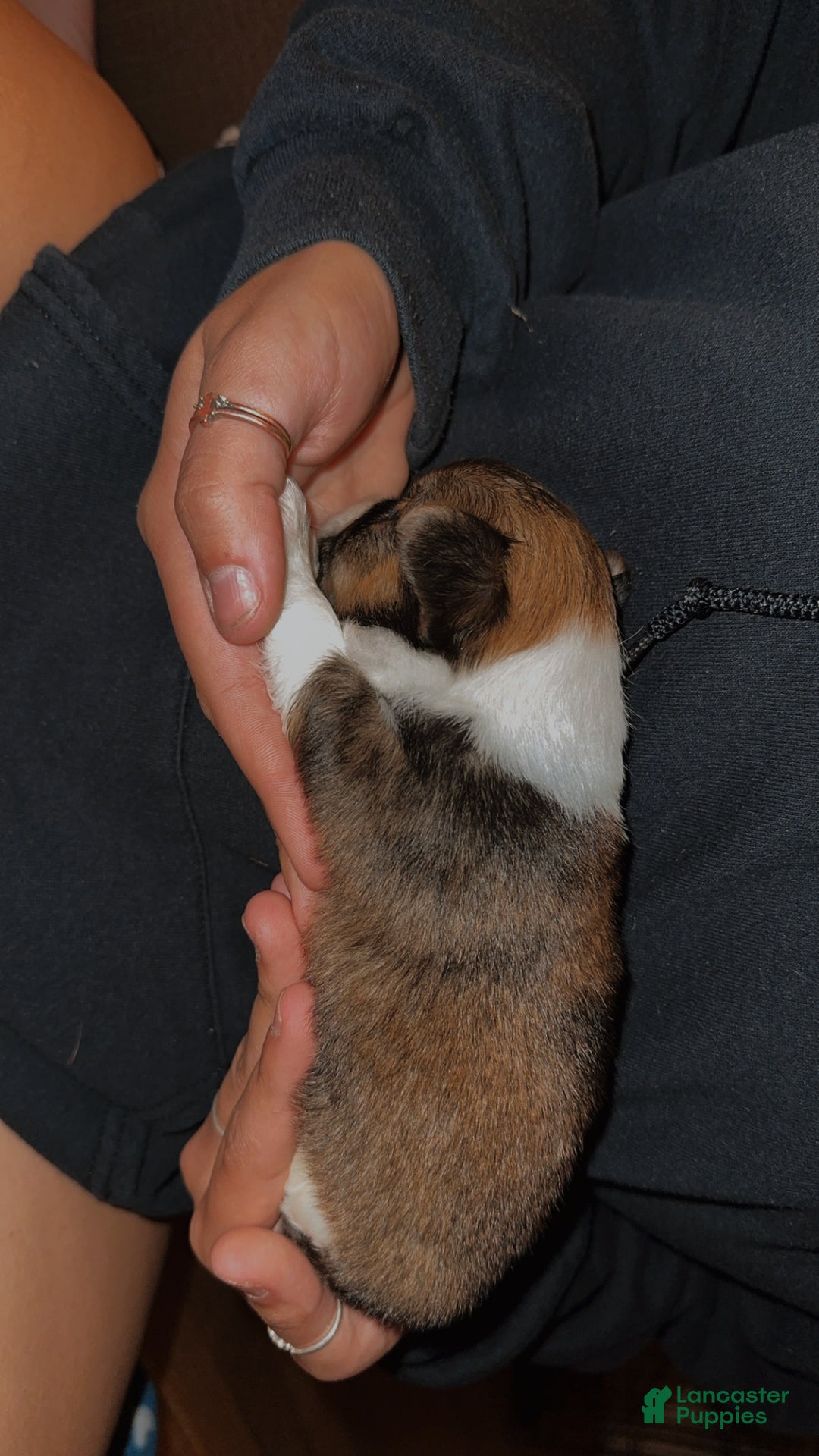 Chihuahua dogs for sale: Tuffy - Ad 4