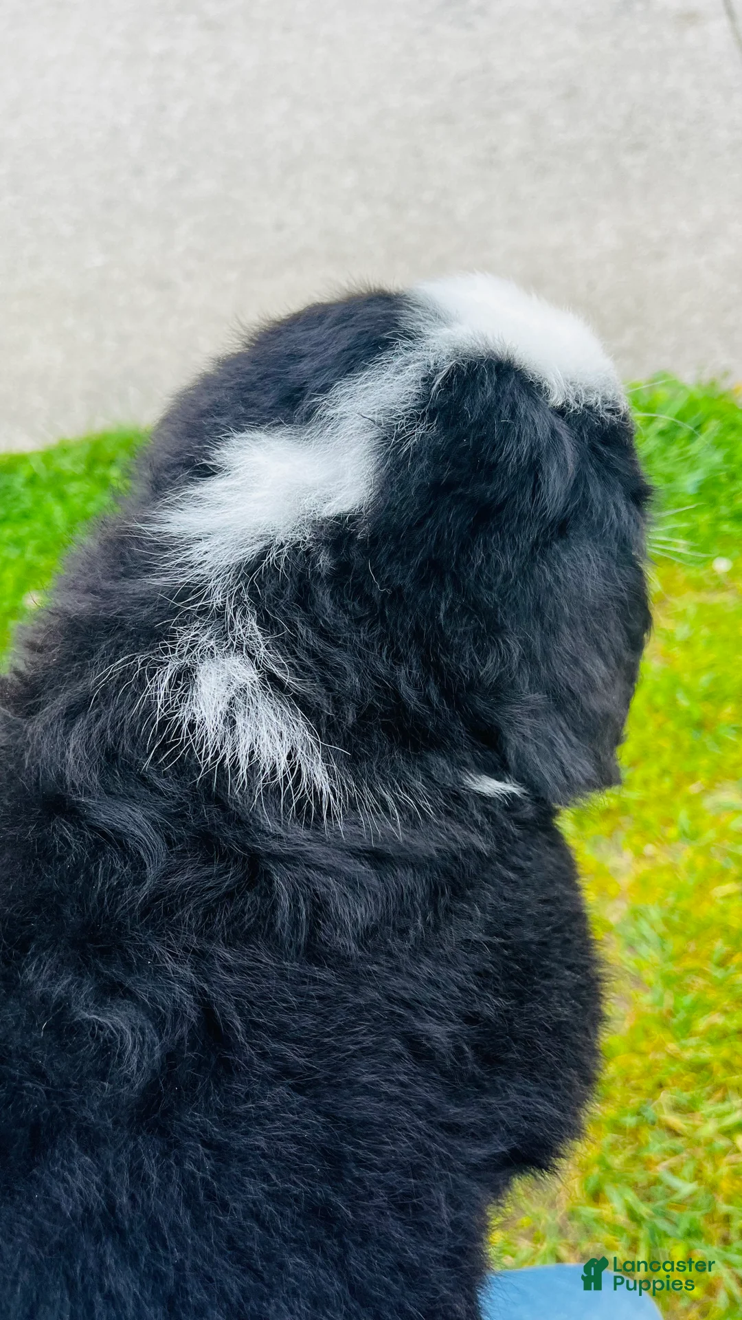 Bernese Mountain Dog dogs for sale: Bennett - Ad 10