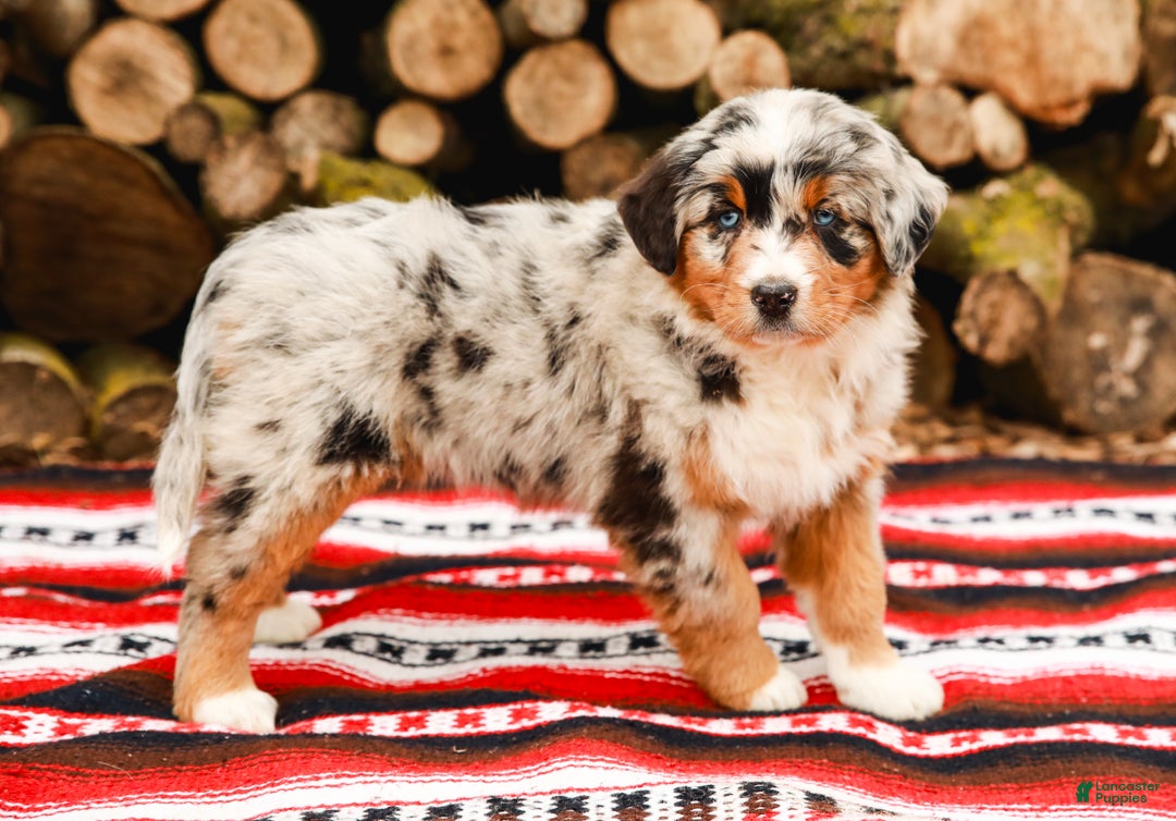 Aussiedoodle dogs for sale: Shadow Standard - Ad 7