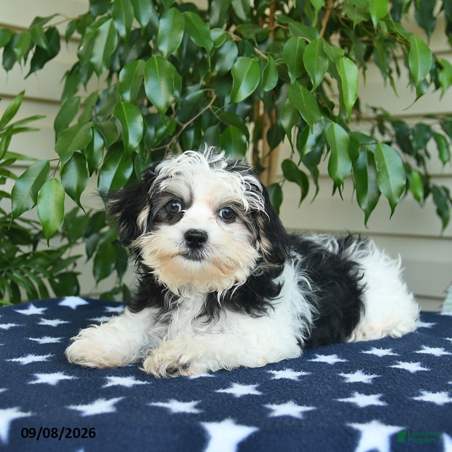 Malshi dogs Megan - Ad 2
