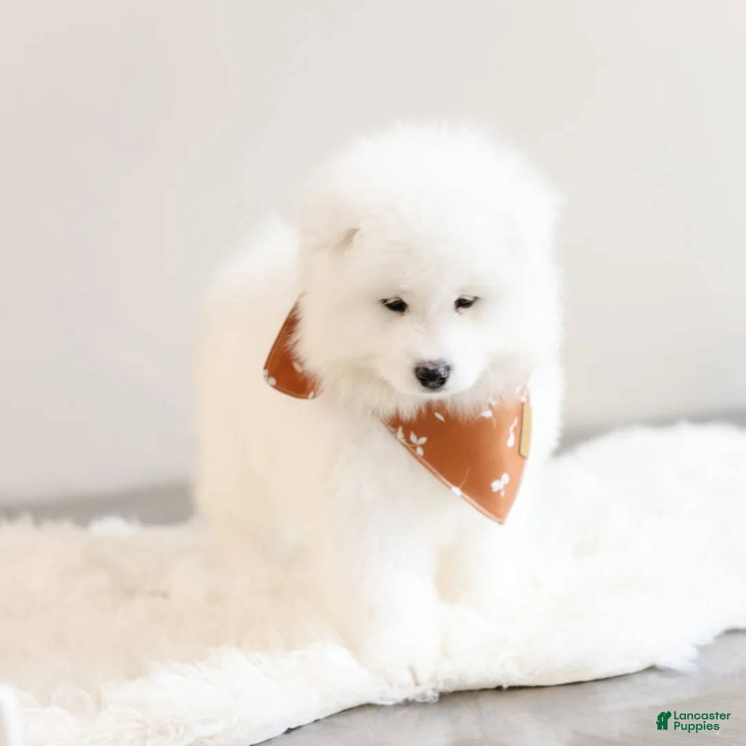 Samoyed dogs for sale: Sparki  - Ad 14