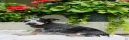 Australian Cattle Dog dogs for sale: Captain - Ad 4