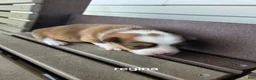 Welsh Corgi Pembroke dogs for sale: Welsh Corgi Pembroke 2 - Ad 3