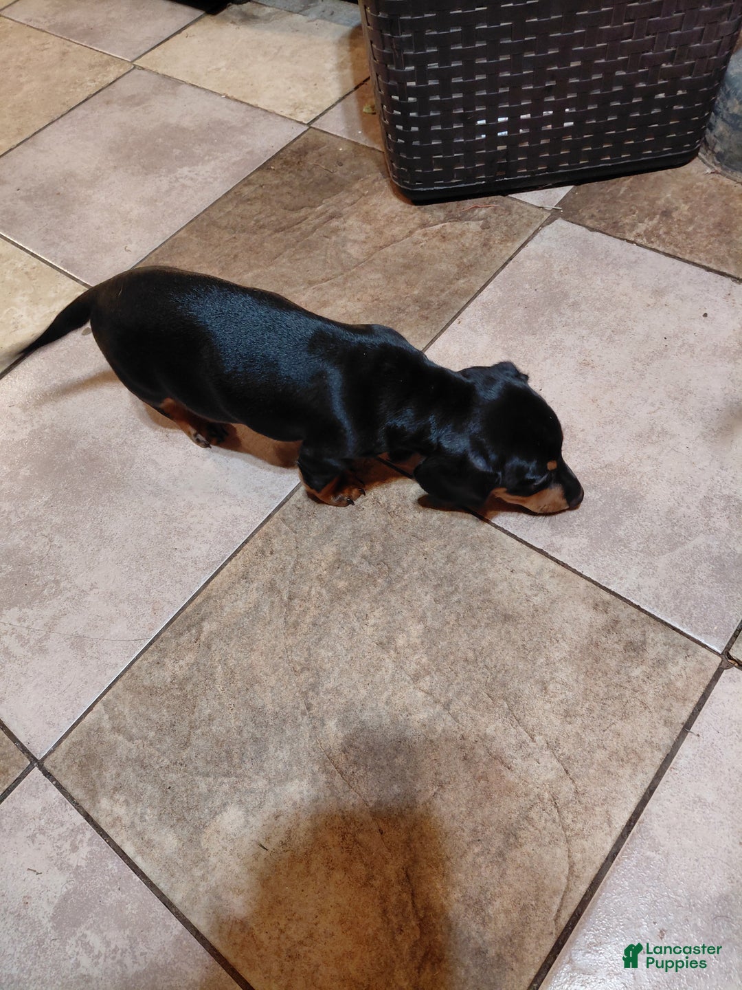 Miniature Dachshund dogs for sale: Leroy  - Ad 3