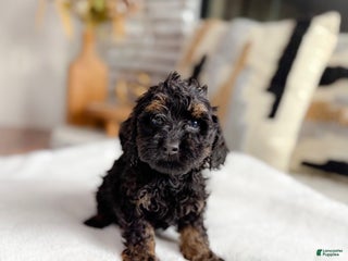 Cockapoo dogs - Ad 13